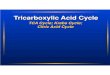 TCA Cycle; Krebs Cycle; Citric Acid Cyclecore.ecu.edu/biol/evansc/PutnamEvans/5800PDF/KrebsCycle.pdf · Tricarboxylic Acid Cycle TCA Cycle; Krebs Cycle; Citric Acid Cycle