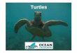 5th Lesson Turtles - Ocean Crusaders Lesson Turtles.pdf · I now wear that necklace every day. In aboriginal terms, ... the slow moving turtle has another ... These days people try