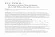 PTC PCR II: Restriction Enzymes & Gel Electrophoresisintro.bio.umb.edu/OLLM/111F98/pdfs/PTCII.pdf · PTC PCR II: Restriction Enzymes & Gel Electrophoresis ... The following diagram