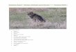 Northern Spain Wolves, Wildcats and Vultures Autumn … · Northern Spain Wolves, Wildcats and Vultures Autumn 2016 Summary /Route Bilbao Ribesella Riano Picos de Europa