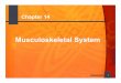 Musculoskeletal System - KDMassey.orgkdmassey.org/student/Medical Terminology/Musculoskeletal.pdf · the musculoskeletal system Define, pronounce, and spell types of body movements