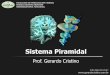 Apresentação do PowerPoint - Dr. Gerardo Cri · PDF file · 2012-04-02Objetivos de Aprendizagem Sistema Piramidal Entender o conceito de sistema piramidal Conhecer as estruturas