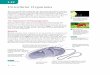 Unicellular Organisms - ednet.ns.cahrsbstaff.ednet.ns.ca/jenmaci/Book/PDF/Unit 1/1 13 Unicellular... · 42 Unit 1 Unicellular Organisms 1.131.13 ... (singular fungus) include many