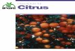 Descriptors for Citrus (Citrus spp.) - WordPress.com · Coffee (E,S,F) 1996 Colocasia * (E) ... Quinua * (E) 1981 Rice * (E) ... Any suggestions for improvement on the Descriptors