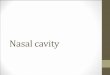 Nasal cavity - PLCNeTanatomy.plcnet.org/.../Lectures/English_1_2/esen_2015/nasal_cavity.pdf · •The external nose •The internal nasal cavity . ... several paranasal sinuses have