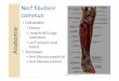 Anatomie mes... · PDF filemuscle de la loge antérieure nerf cutanée sural latéral Terminales Nerf fibulaire superficiel Nerf fibulaire profond Anatomie mai 2016 Gadrat F. Le nerf