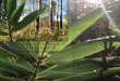 A Fire Runs Through It: The Longleaf & Canebrake … take root and form a sweeping forest witnessed by early explorers to ... cane production relies heavily upon under- ... A Fire
