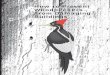 How to Prevent Woodpeckers From Damaging … to Prevent Woodpeckers From Damaging Buildings How to Prevent Woodpeckers From Damaging Buildings United States ... woodpeckers drumming