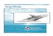 WDFW Final Gray Whale Status Reportwdfw.wa.gov/publications/00375/wdfw00375.pdf · Washington Department of FISH AND WILDLIFE Wildlife Management Program Gray Whale WASHINGTON STATE