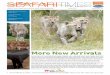 WMSP, Rhyl SeaQ and Weston SeaQ Staff Newsletter!! … along side our latest camel calf and Formosan sika deer fawns in the Eurasian reserve. Staff have been keeping all night vigils