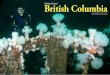 Diving Coastal British Columbia - X-Ray Mag | International …€¦ ·  · 2017-07-0331 -ray mag : 80 : 2017 editorial features travel news wrecks equipment books science ecology