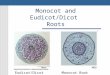 [PPT]Monocot and Eudicot/Dicot Roots - cayugascience - Monocot+and...Web viewMonocot and Eudicot/Dicot Roots Eudicot/Dicot Root Monocot Root Roots (below ground) The first structure