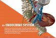 the ENDOCRINE SYSTEM - visiblebody.com · 2 The hypothalamus is a collection of specialized cells that serve as the central relay system between the nervous and endocrine systems
