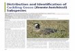 DistributionandIdentiﬁcationof CacklingGoose ... · whereas Cackling Goose consists of smaller- ... (Brooks 1926, Taverner 1931, ... species of Cackling Goose entirely (J. Pearce,
