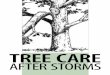 Tree Care After Storms - Michigan · Tree Care after storms. Safety first ... a storm and are notorious for recommending tree topping, an ... Silver maple, box elder, 