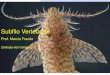 Subfilo Vertebrata - Zoocordados2009 · Introdução Quem são os vertebrados? subfilo do Filo Chordata animais que possuem endóstilo, notocorda, tubo dorsal oco, fendas faringeas