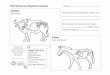 Buffalo Ruminant: The purpose of the digestion system is ... · The purpose of the digestion system is to ... (NOTE: Data is ... The Herbivore Digestive System Student Worksheet and