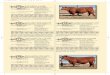 175 CAB HERALD 4086 - Cross Diamond Cattle Company catalog pgs 44-54.pdf175 cab herald 4086 born: 4/25/2014 reg #: 1723101 beckton herald p375 beckton herald fj j776 ... ca maybelline