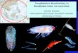 Zooplankton biodiveristy in Southeast Asia: An …cmarz.org/ppt/QingdaoSG_May2010_ppt/Nishida_Chingdao.pdfZooplankton biodiveristy in Southeast Asia: ... Philippines Vietnam Japan