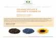 SUNCRUST SUNFLOWER - Incotec · SUNCRUST SUNFLOWER POWCO FC S-029 SOLCO FC X-008 DISCO AG L-517 Incotec offers a new technology to increase the sunflower …