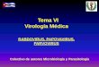 Tema VI Virología Médica - uvsfajardo.sld.cuuvsfajardo.sld.cu/.../files/vi_rabdovirus_papovavirus_parvovirus.pdf · • Citar las características generales de VBK, VJC y Parvovirus