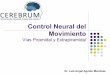 Control Neural del Movimiento - OAS - Organization of ... Proyectos Actividad... · Tipos de movimientos: Reflejos ! Patrones coordinados e involuntarios de contracción y relajación