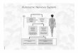 Autonomic Nervous System - Class Websitesclasses.biology.ucsd.edu/bimm118.WI16/PPT Lecture... · Autonomic Nervous System ... • Adrenergic Receptors: – α, β − receptors. 