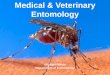 Medical & Veterinary Entomology - The University of … Entomology Insects can provide an objective estimate of the time of death as well as other valuable information concerning the