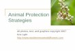 Animal Protection Strategies - Wildflowerseasttennesseewildflowers.com/.../Animal_Protection_Strategies.pdf · Animal Protection Strategies All photos, ... body to help it blend in