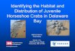 Delaware Bay Horseshoe Crabs - Cloud Object Storage | …€¦ ·  · 2014-11-03Distribution of Juvenile Horseshoe Crabs in Delaware Bay William Burton ... Delaware Bay shoreline