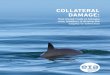 EIA report 0208 · COLLATERAL DAMAGE: How illegal trade in totoaba swim bladders is driving the vaquita to extinction