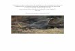 UNDERSTANDING DECLINES IN THE RUSTY … DECLINES IN THE RUSTY BLACKBIRD (EUPHAGUS CAROLINUS): AN INDICATOR OF WOODED WETLAND HEALTH A …