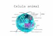 Celula animal - BLOGS DE ASIGNATURAS TRUMBULL | …€¦ · PPT file · Web view · 2008-05-10Celula animal Celula vegetal CELULA VEGETAL Membrana celular MOSAICO FLUIDO Citoplasma