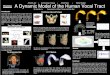 A Dynamic Model of the Human Vocal Tract - Aucklandhomepages.engineering.auckland.ac.nz/~jgre007/Powerpoint and... · A Dynamic Model of the Human Vocal Tract ... we reproduced the