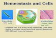 Homeostasis and Cells - Mr. Dones' Websitemrdones.weebly.com/uploads/1/3/1/1/13112687/ppt_ch7s4_homeos…Homeostasis and Cells • smallest unit of a living thing considered to be