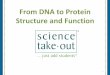 From DNA to Protein Structure and Function - Science Take …€¦ · From DNA to Protein Structure and Function science ... (Step B of your worksheet) Base cm ... 6. 9. Proteins