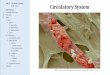 Lab 12 – Circulatory System Circulatory System · Circulatory System Lab 12 – Circulatory System IUSM – 2016. I. Introduction. II. Learning Objectives. III. Keywords. IV. 