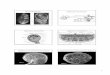 The feto-placental unit EMBRYOLOGY AND The feto-placental unit EMBRYOLOGY AND ANATOMY: EMBRYOLOGY AND
