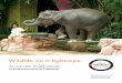 Wildlife on a tightrope - World Animal Protection · 07 Animal welfare 11ild animals in focus: ... a mix of animals, ... harmful environments, neglect or harsh training