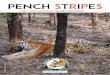 PENCH STRIPES - mpforest.gov.in · Pench Stripes will serve as a channel for ... significance of saving the tiger and ... Rukhad is a small forest village situated on the Jabalpur-Nagpur