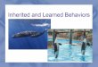 Inherited and Learned Behaviors - CPALMS.org and... · Inherited and Learned Behaviors. ... enjoy, an animal may repeat it! If they encounter something they don't like, they could