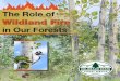 The Role of Wildland Fire - csfs.colostate.edu · wildland fires because, ... grass and bushes can all fuel wildland fires. Heat can come from ... Other tree and shrub species will