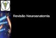 Revisão Neuroanatomia · Neurociência aula 01 Cérebro Telencéfalo e Diencéfalo Telencéfalo É dividido em dois hemisférios cerebrais bastante desenvolvidos