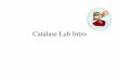 Catalase Lab Intro - norwellschools.org · • Purpose of lab: How is catalase enzyme activity affected by concentration, temperature, and pH? – Under which condition does catalase