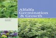 Alfalfa Germinoain t & Growthlearningstore.uwex.edu/Assets/pdfs/A3681.pdf · 2 ALFALFA GERMINATION AND GROWTH ... BOTONY Germination & emergence A lfalfa seeds begin to germinate