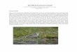 Rare Birds of Vancouver Island - Department of Geographyibis.geog.ubc.ca/biodiversity/efauna/documents/... · Rare Birds of Vancouver Island: Compiled by Rick Toochin, ... Reed Island,