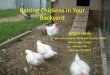 Raising Chickens in Your Backyard - Richland County · Winter slides provided by Ron Kean UWEX Poultry Specialist ... •Vectors: –Other Chickens –Rodents –Manure ... Report