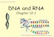 DNA and RNA Chapter 12 - Weeblymrpbiology.weebly.com/uploads/2/7/5/6/2756971/new_dna_chap_12.pdf · RNA DNA RNA polymerase Figure 12–14 Transcription Section 12-3 Adenine (DNA and