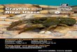 Crayfish and - Wiltshire · Crayfish and River Users Protecting wildlife, Inspiring people Crayfish and River Users Adult white-clawed crayfish Guidelines for Specific Interest Groups