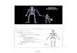 Chapter 6: Skeletal System - Western Oregon …lemastm/Teaching/BI234/Chapter 06 - Skeletal System (2...Skeletal System Chapter 6: Skeletal System ... • Axial (skull, vertebral column,